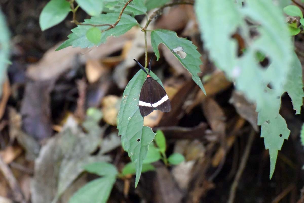 f:id:tonji44:20191005150808j:plain