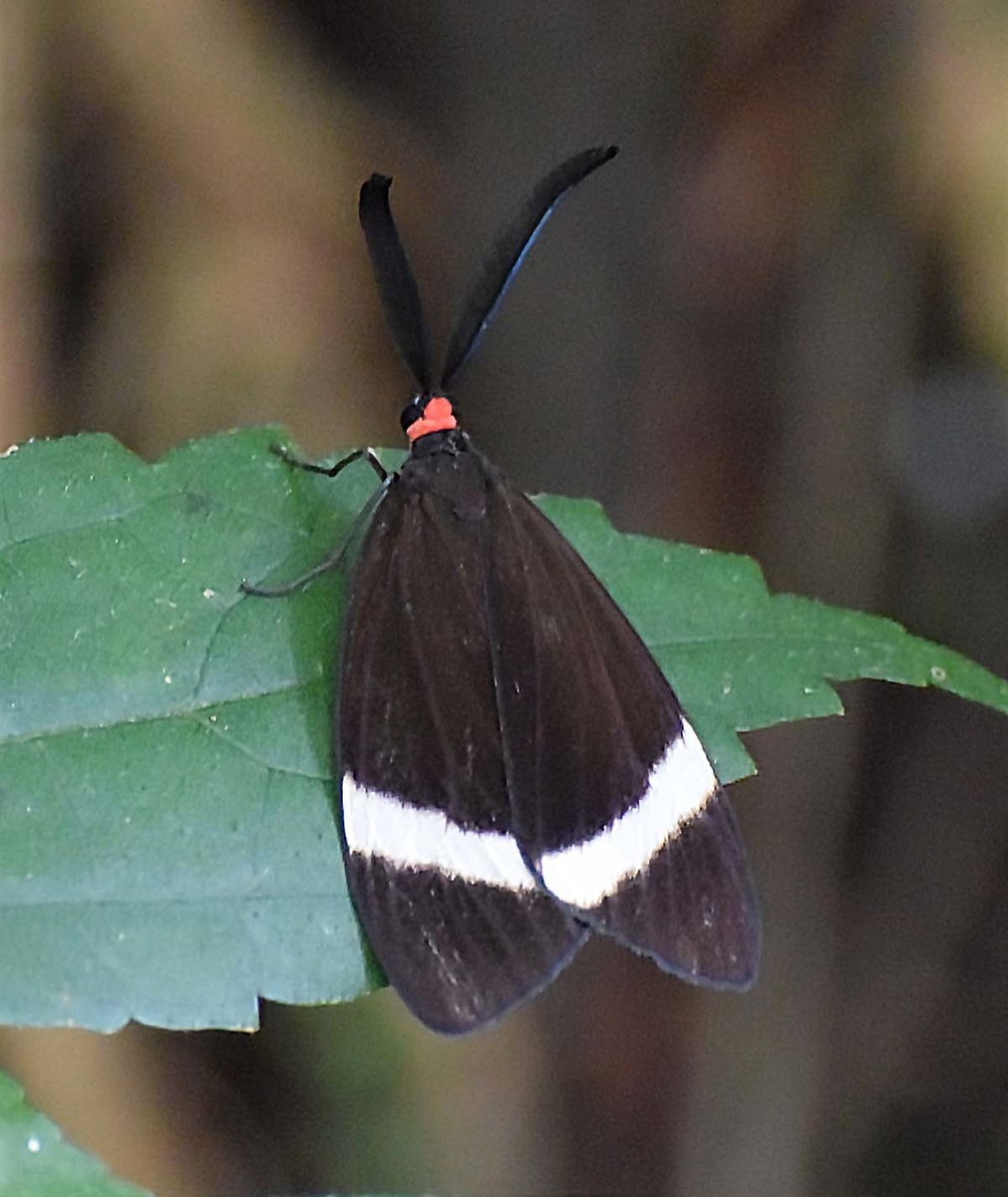 f:id:tonji44:20191005150829j:plain