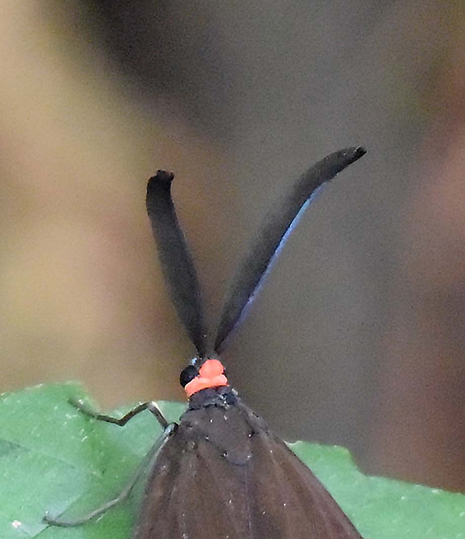 f:id:tonji44:20191005152023j:plain