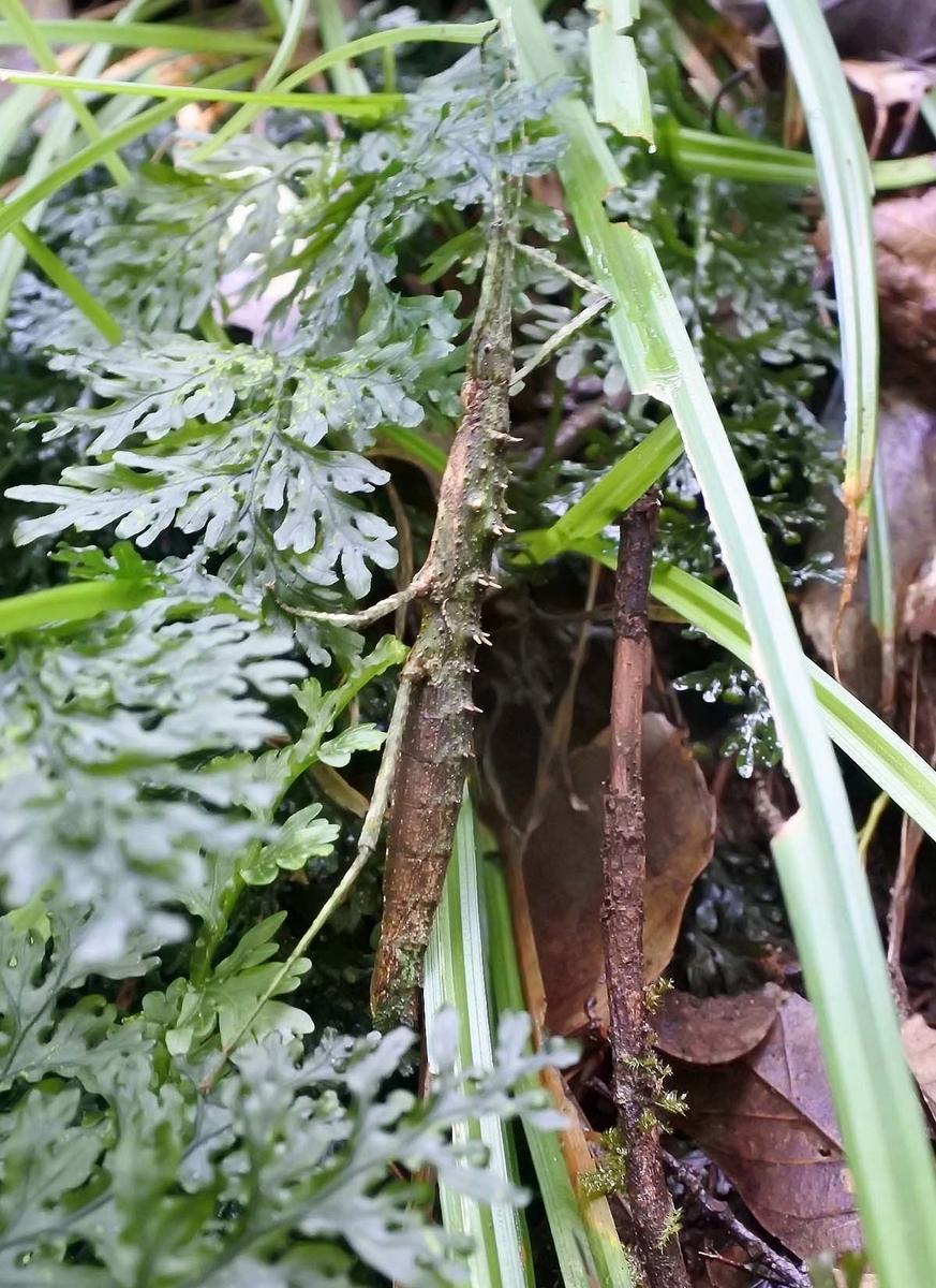 f:id:tonji44:20191007123839j:plain