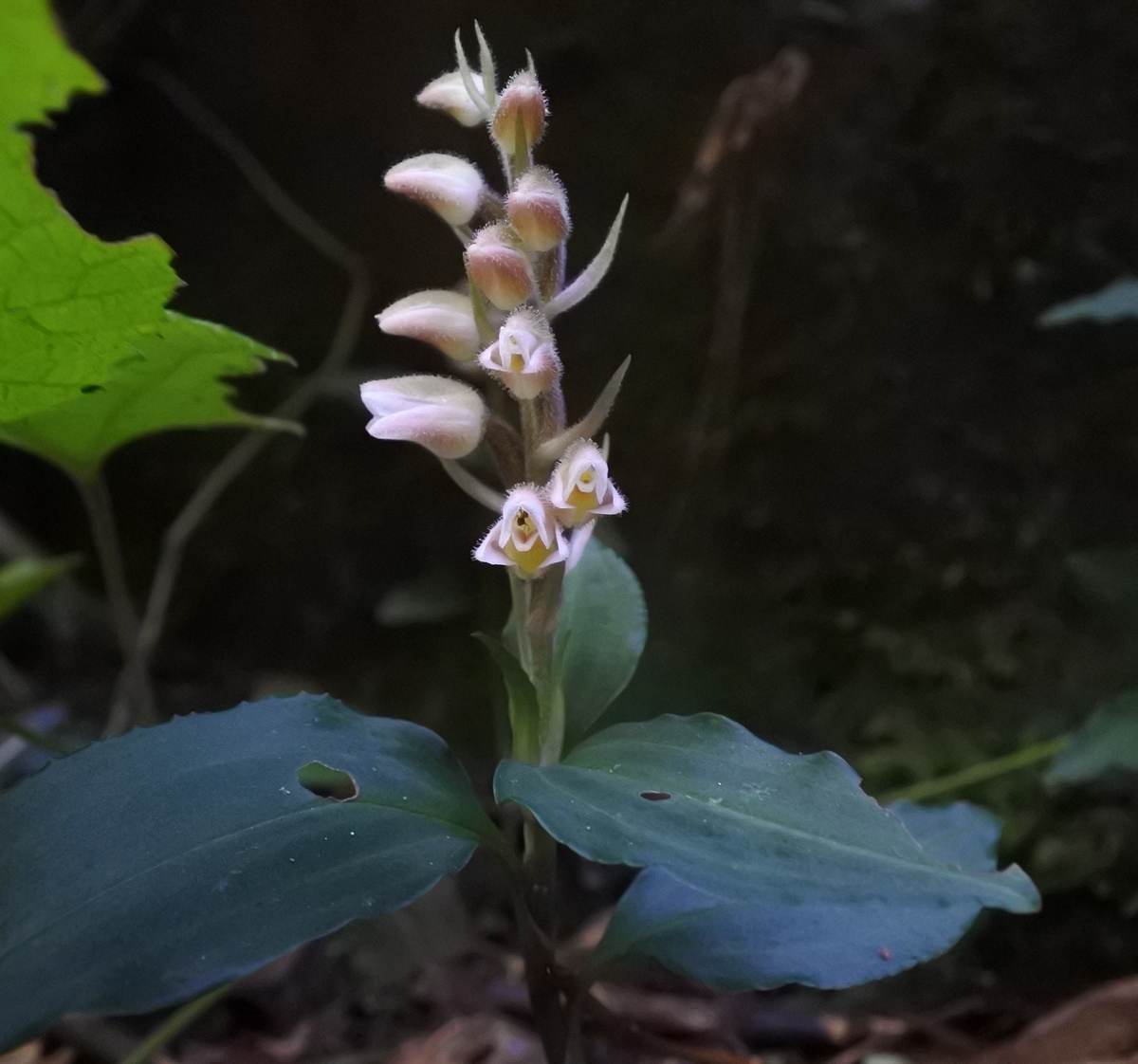 f:id:tonji44:20191007162421j:plain