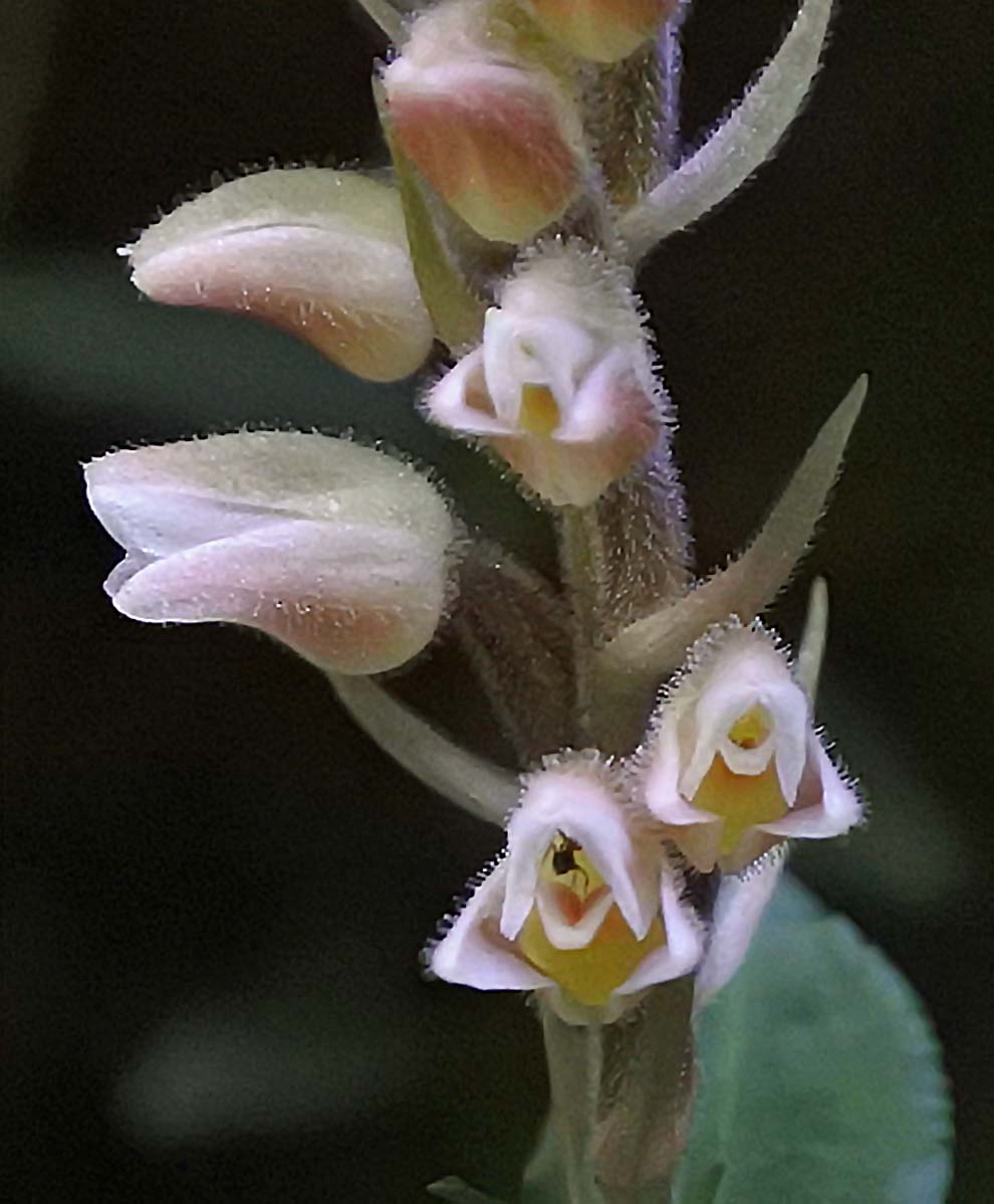 f:id:tonji44:20191007162457j:plain