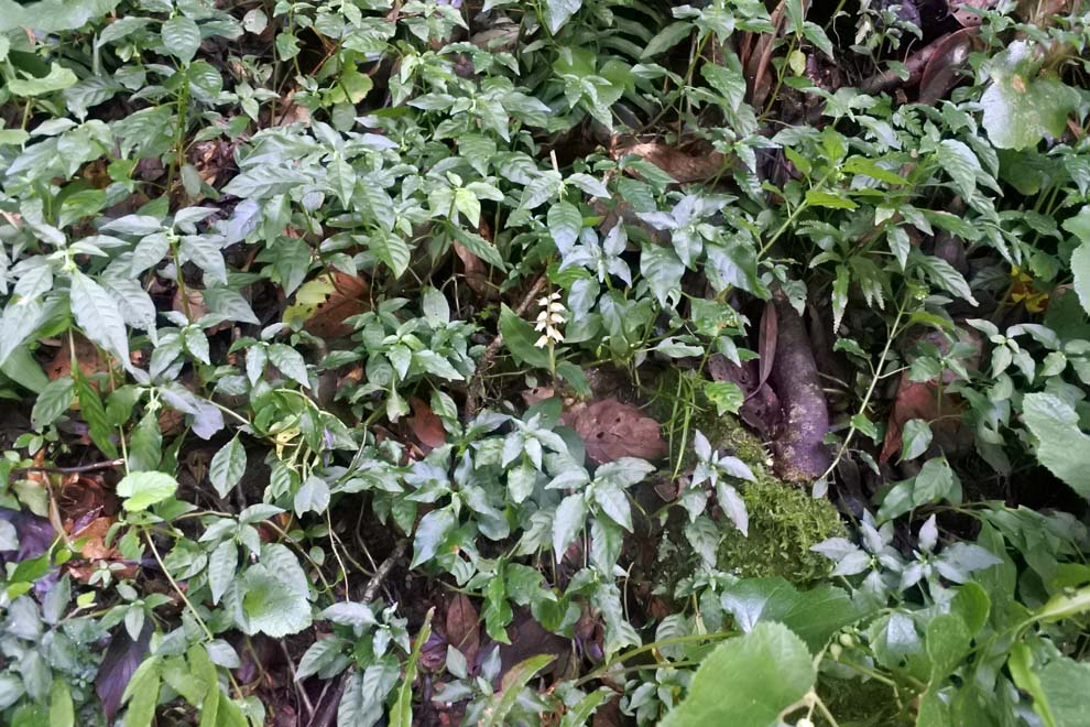 f:id:tonji44:20191007162525j:plain