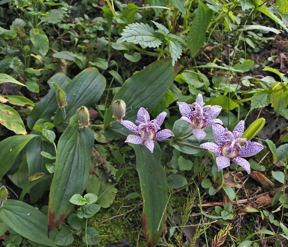 f:id:tonji44:20191007182537j:plain f:id:tonji44:20191007182537j:plain