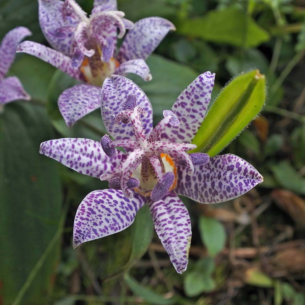 f:id:tonji44:20191007182601j:plain f:id:tonji44:20191007182601j:plain