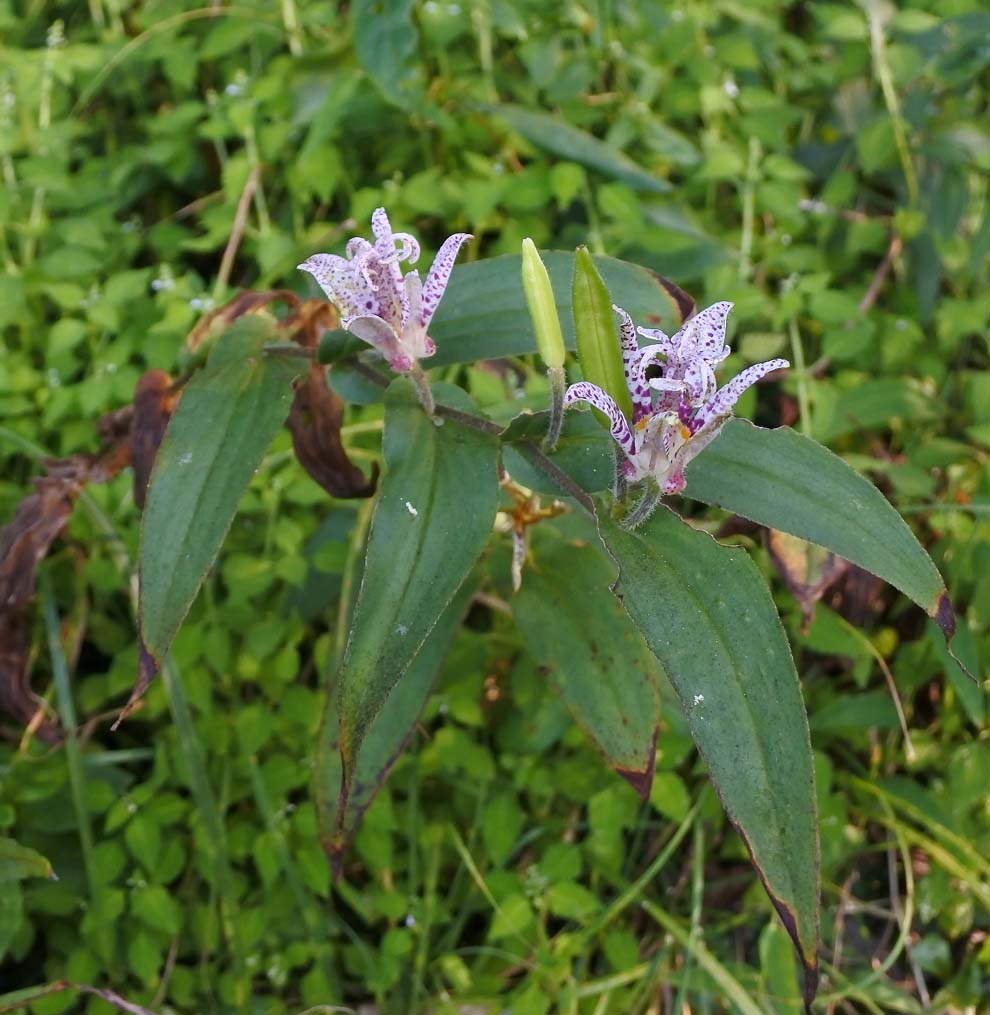 f:id:tonji44:20191007182626j:plain f:id:tonji44:20191007182626j:plain