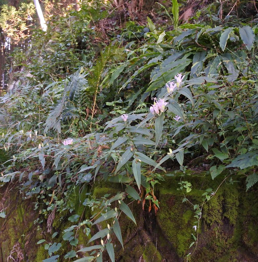 f:id:tonji44:20191007182640j:plain f:id:tonji44:20191007182640j:plain