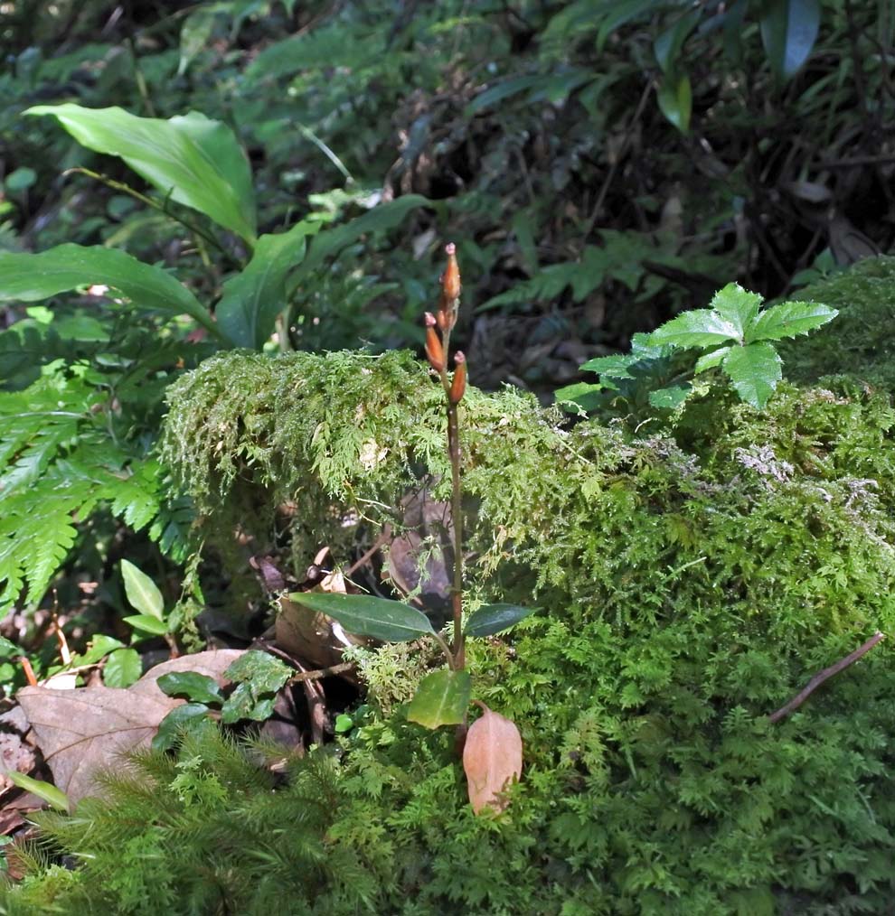 f:id:tonji44:20191007192817j:plain