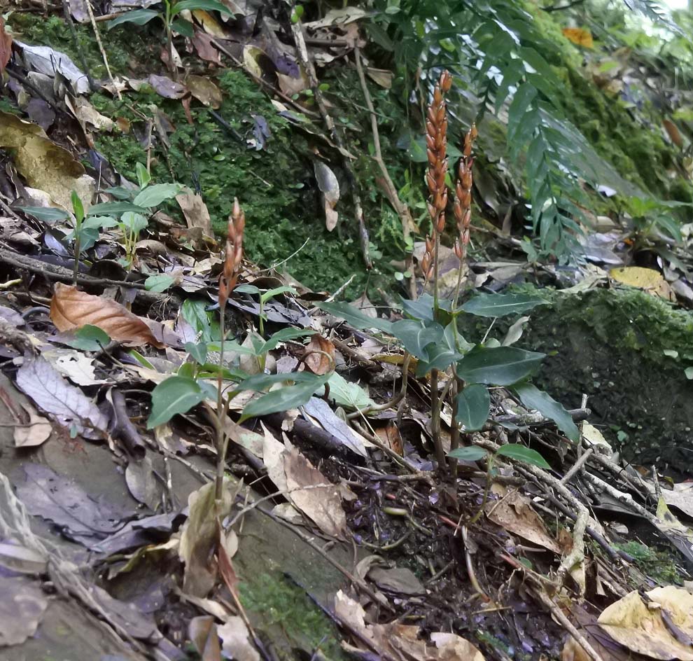 f:id:tonji44:20191007192837j:plain