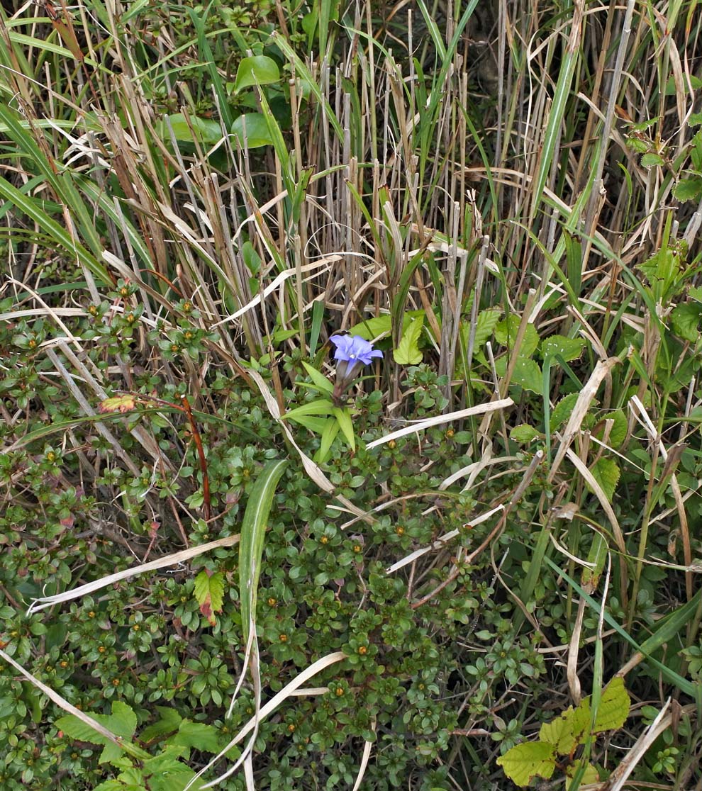 f:id:tonji44:20191013160301j:plain f:id:tonji44:20191013160301j:plain