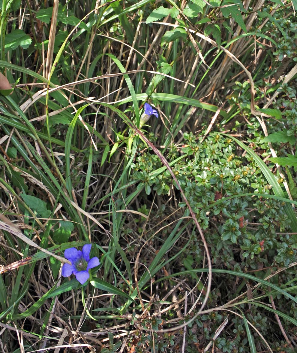 f:id:tonji44:20191013161202j:plain f:id:tonji44:20191013161202j:plain