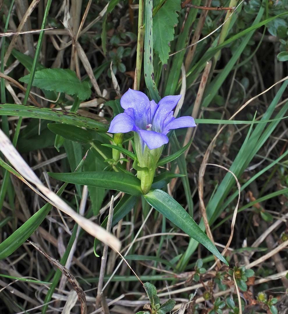 f:id:tonji44:20191013161227j:plain f:id:tonji44:20191013161227j:plain