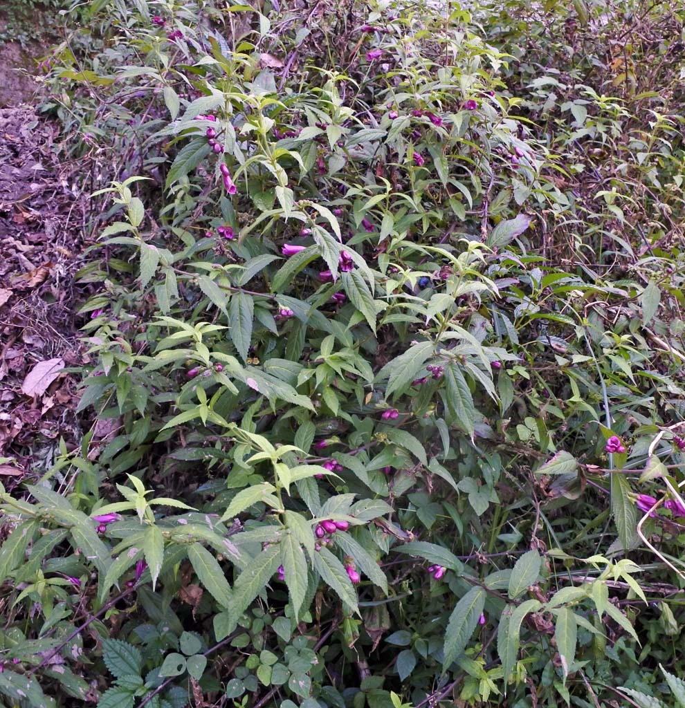 f:id:tonji44:20191016142943j:plain