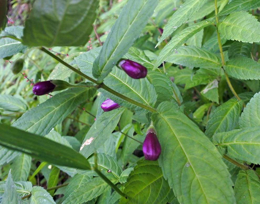 f:id:tonji44:20191016143048j:plain