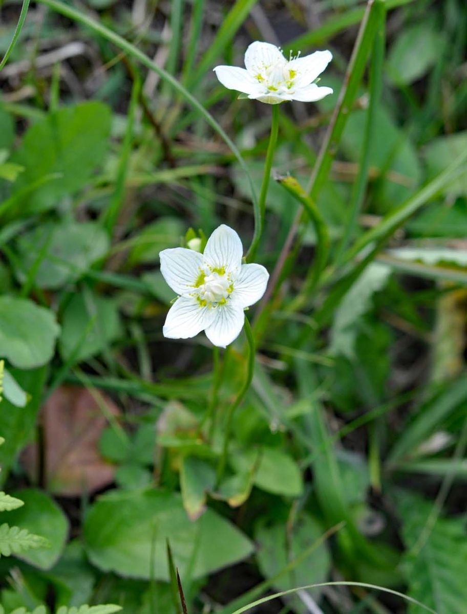 f:id:tonji44:20191020190016j:plain