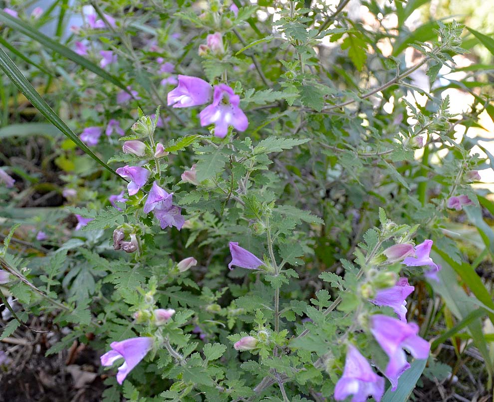 f:id:tonji44:20191020190105j:plain