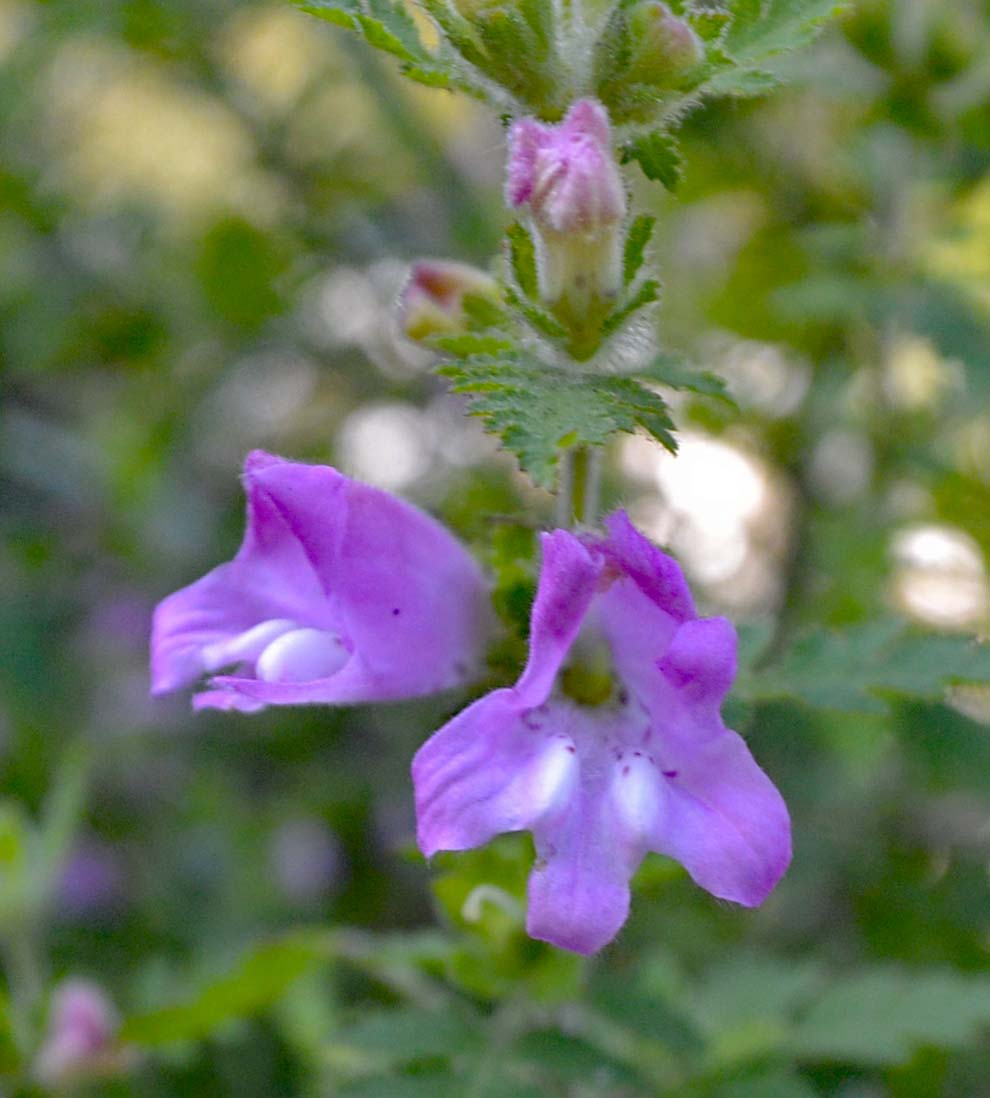 f:id:tonji44:20191020190127j:plain