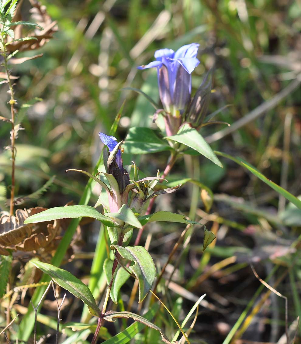 f:id:tonji44:20191020190217j:plain