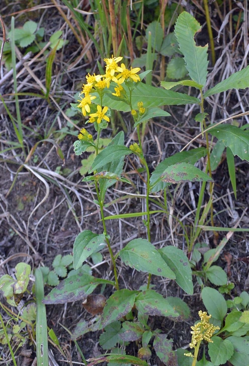 f:id:tonji44:20191020190247j:plain