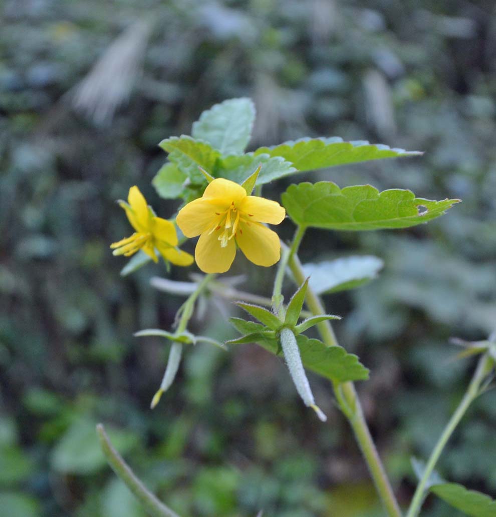 f:id:tonji44:20191020190307j:plain