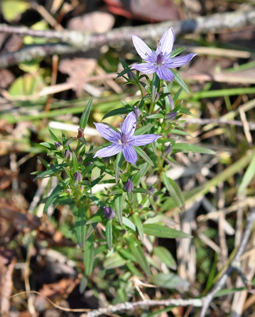 f:id:tonji44:20191020190329j:plain