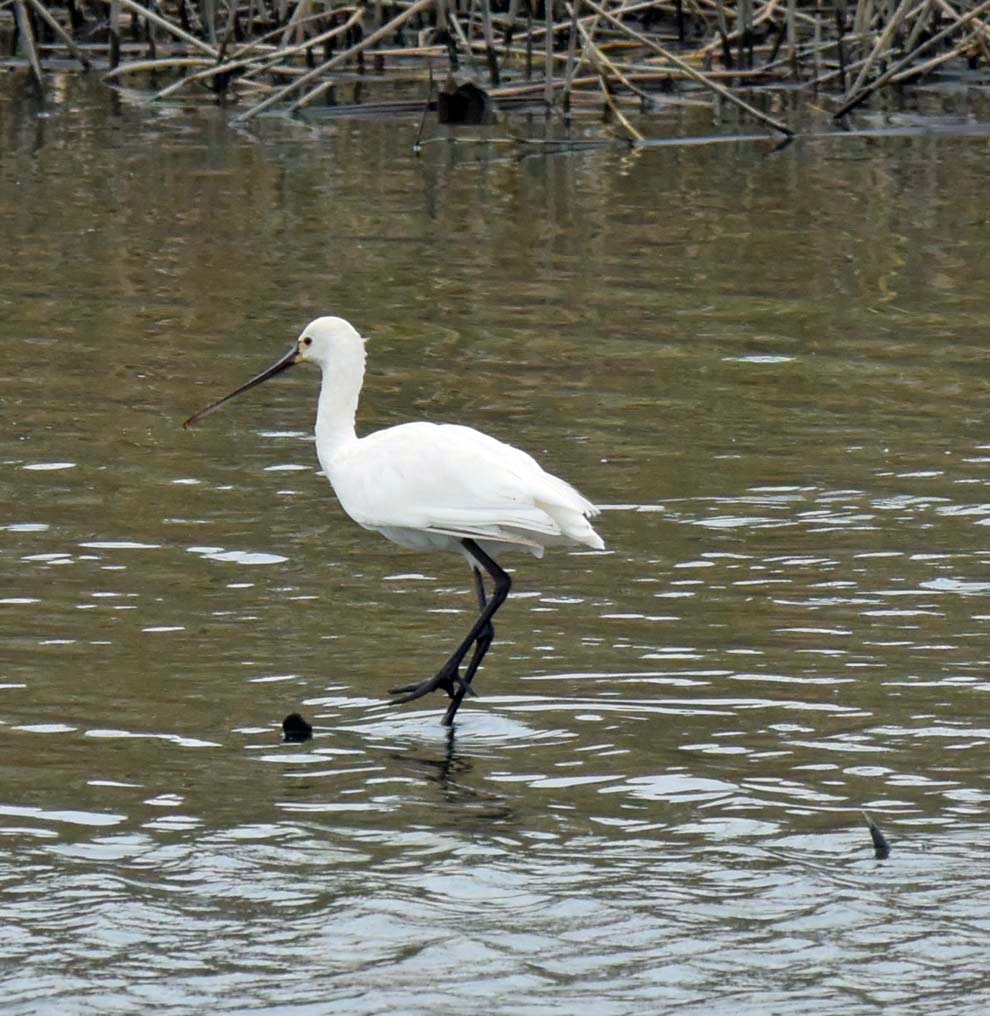 f:id:tonji44:20191022105950j:plain