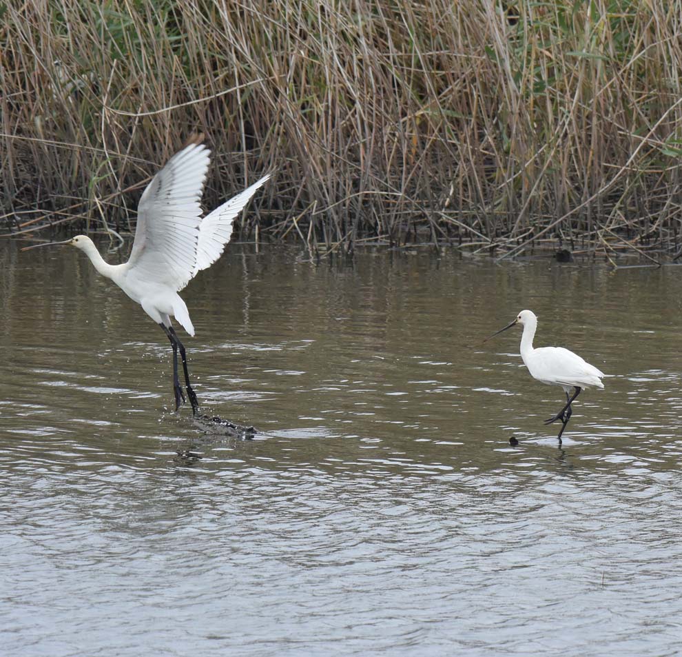 f:id:tonji44:20191022110031j:plain