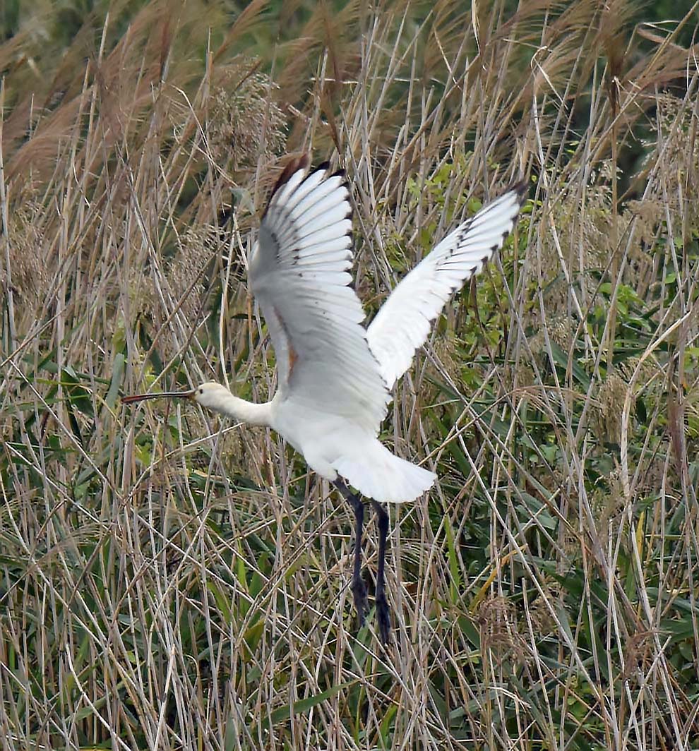 f:id:tonji44:20191022110048j:plain