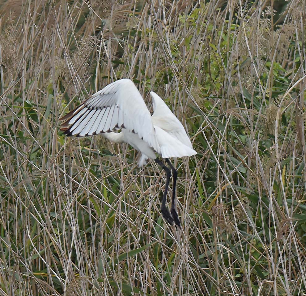 f:id:tonji44:20191022110110j:plain