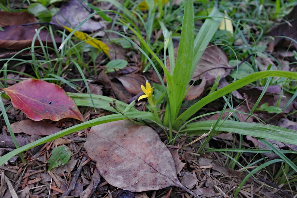 f:id:tonji44:20191023151928j:plain