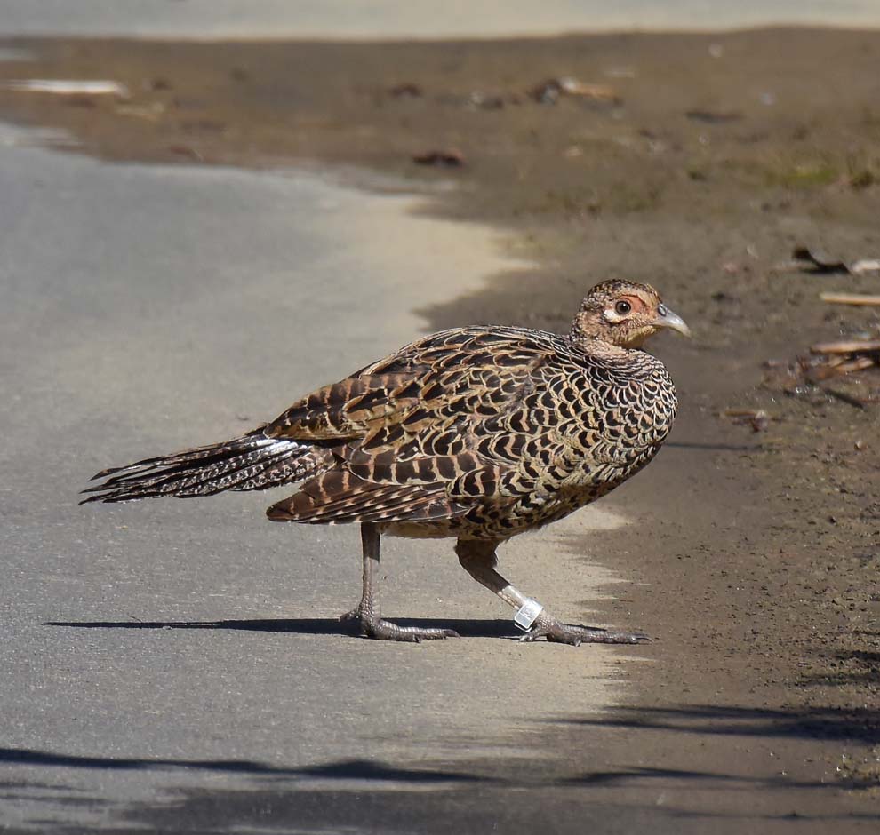 f:id:tonji44:20191026181849j:plain