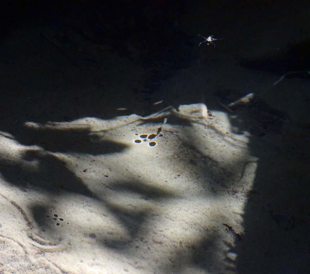 f:id:tonji44:20191102135937j:plain f:id:tonji44:20191102135937j:plain