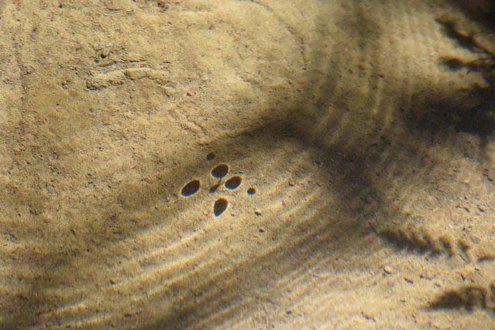 f:id:tonji44:20191102215532j:plain f:id:tonji44:20191102215532j:plain