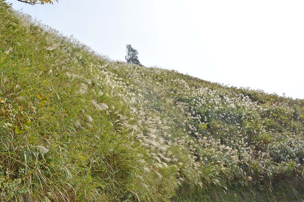 f:id:tonji44:20191113212551j:plain