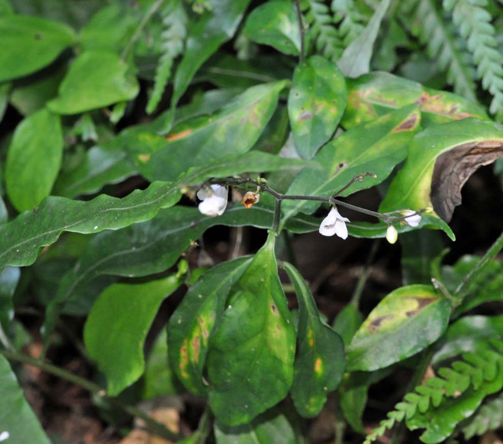 f:id:tonji44:20191119090333j:plain