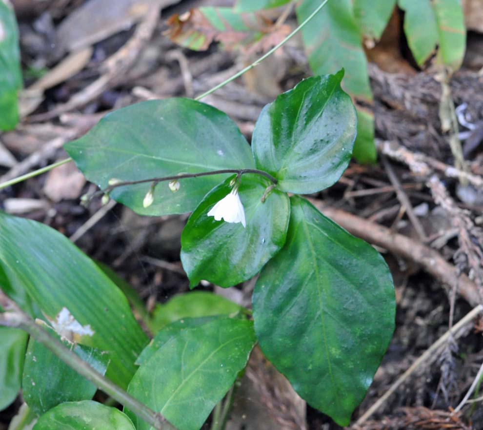 f:id:tonji44:20191119090351j:plain