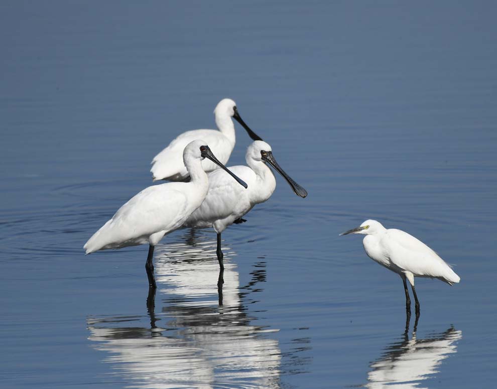 f:id:tonji44:20191121154758j:plain