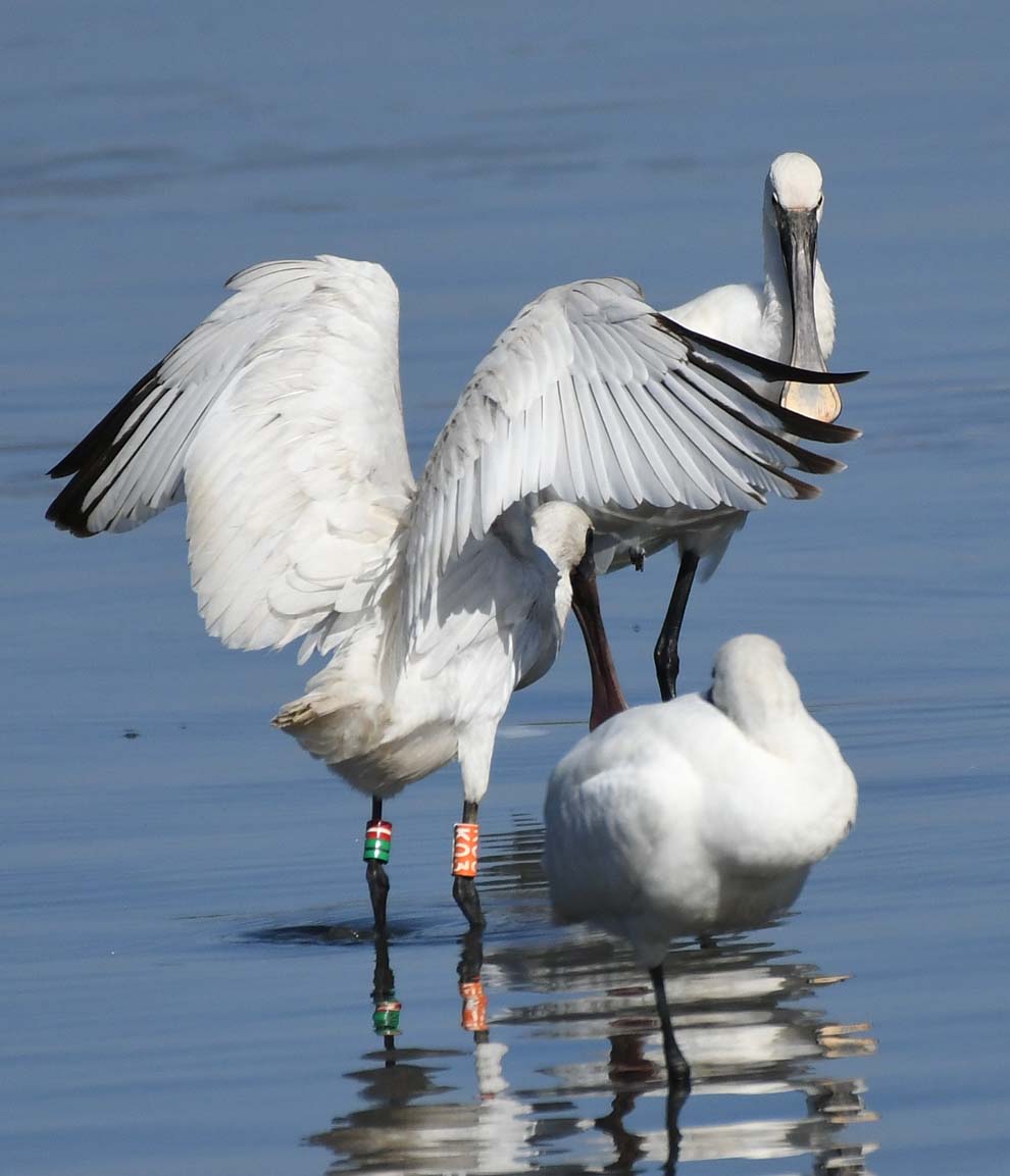 f:id:tonji44:20191121154856j:plain