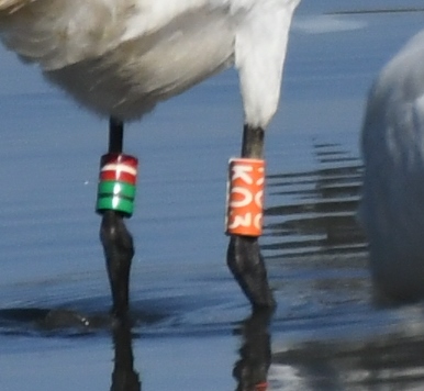 f:id:tonji44:20191121154913j:plain