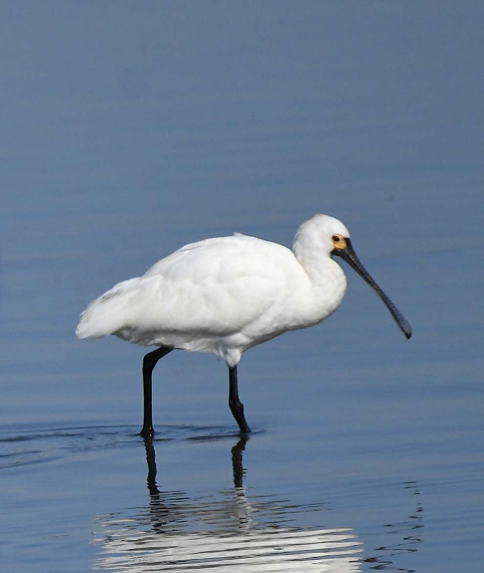 f:id:tonji44:20191121155314j:plain