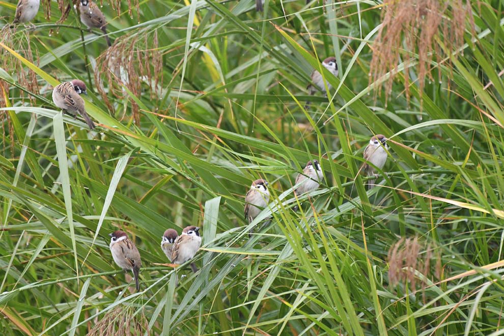 f:id:tonji44:20191123150400j:plain