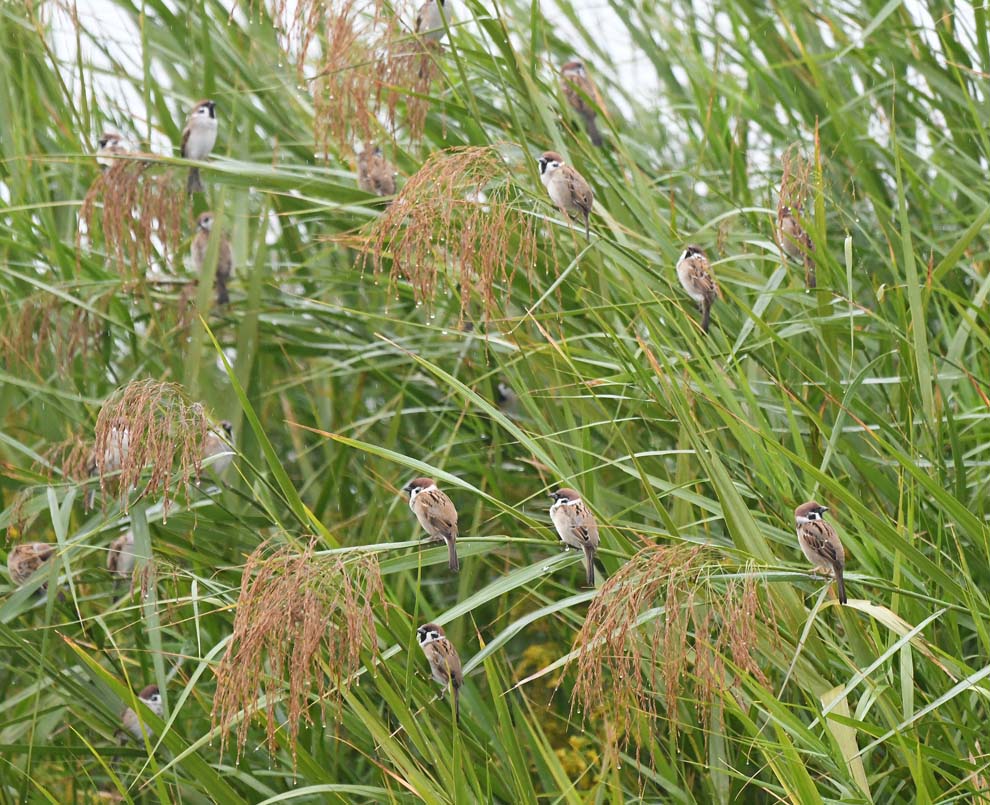 f:id:tonji44:20191123150415j:plain