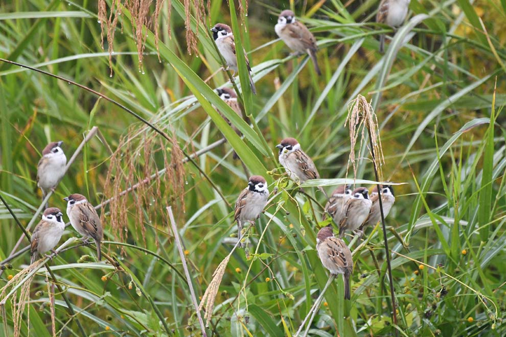 f:id:tonji44:20191123150445j:plain