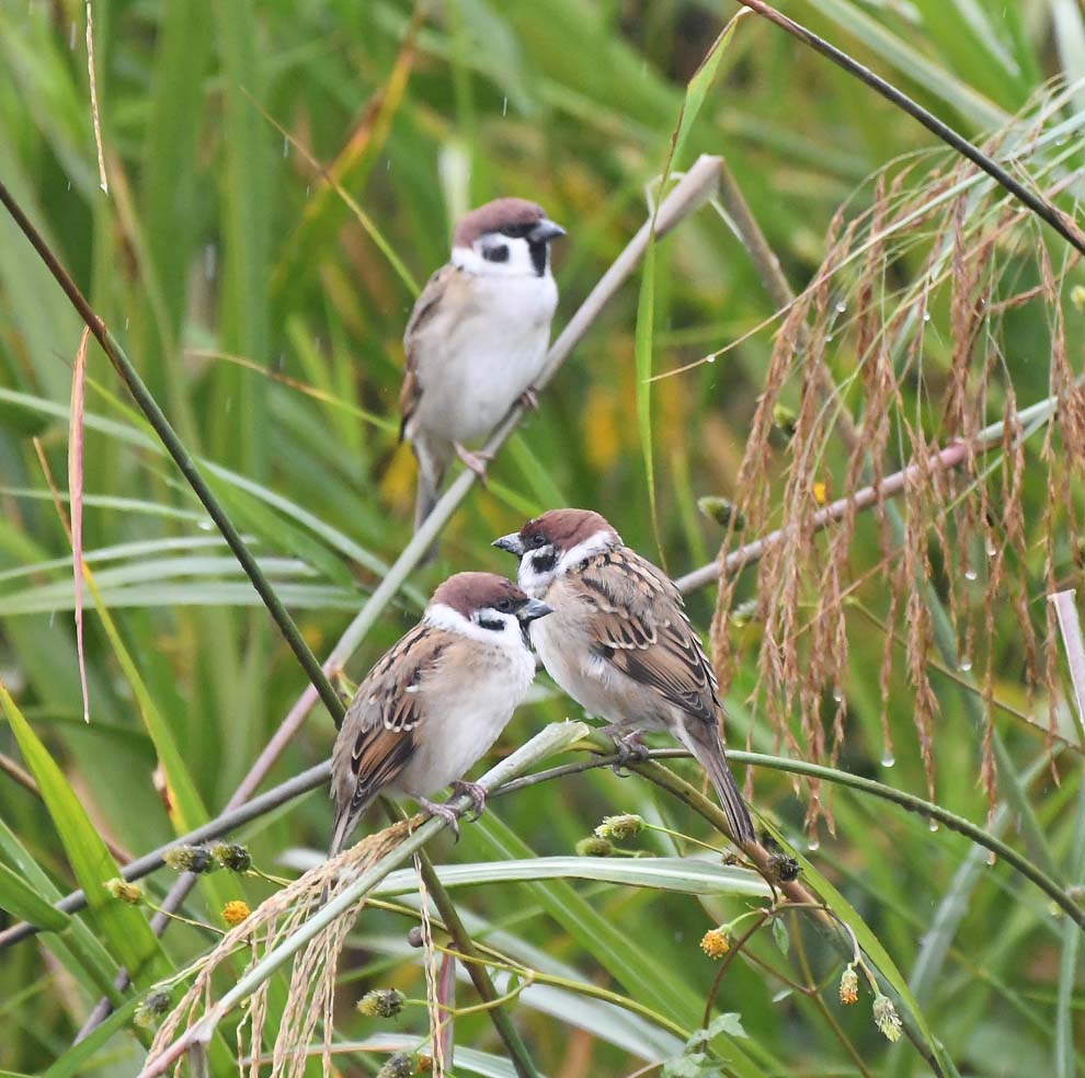 f:id:tonji44:20191123150501j:plain