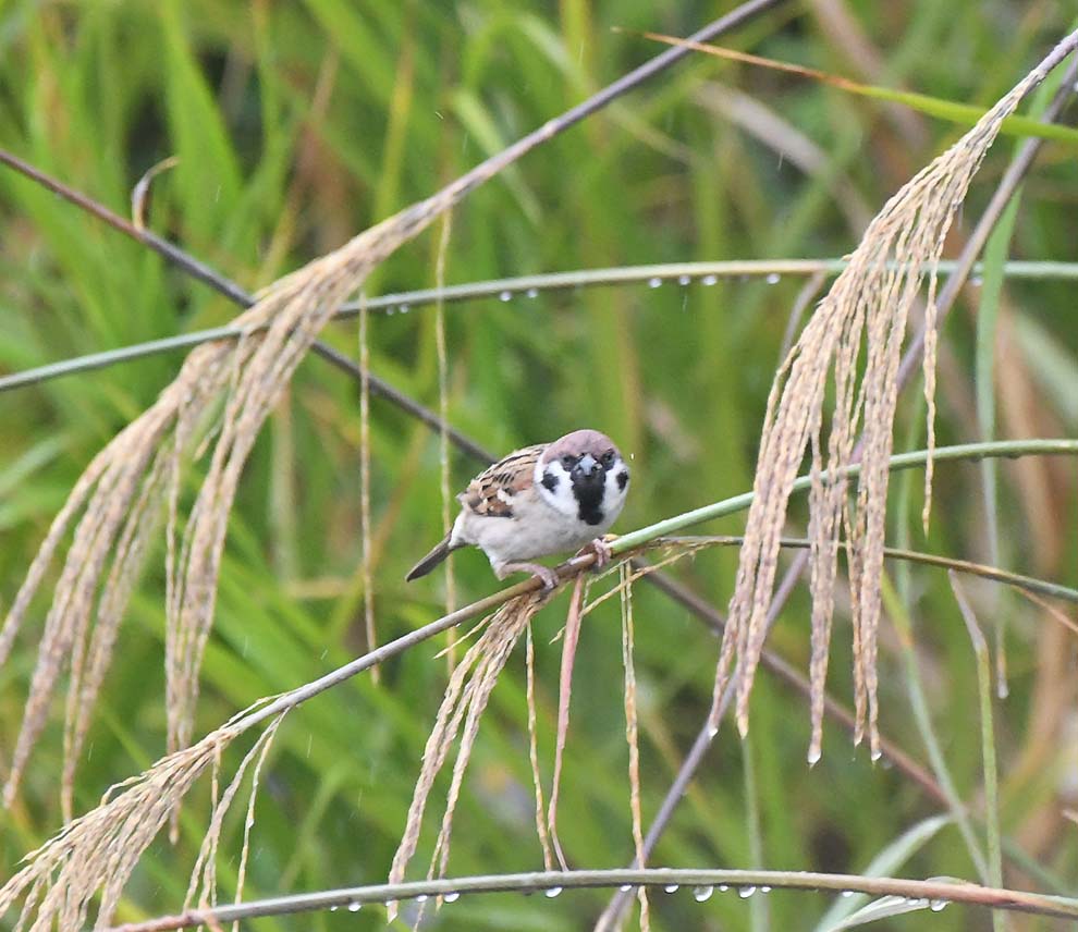 f:id:tonji44:20191123150533j:plain