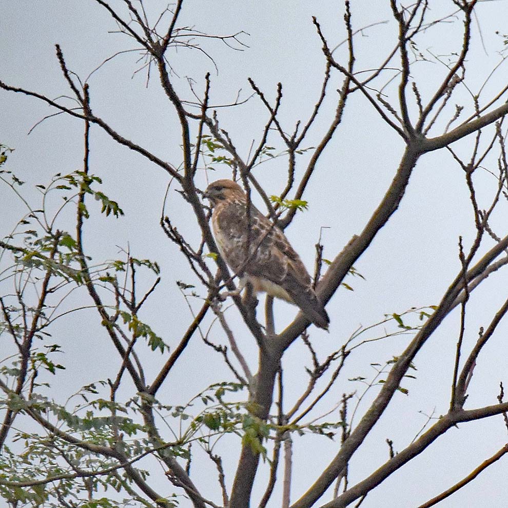 f:id:tonji44:20191128172120j:plain