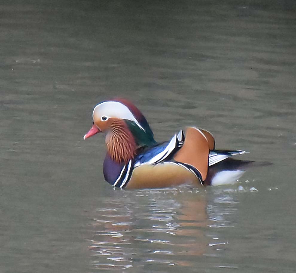 【超希少！】天然 オシドリの羽 「銀杏羽」野鳥 羽根 鳥の羽根 額縁入り 超希少！】天然 オシドリの羽 「銀杏羽」野鳥 羽根 鳥の羽根