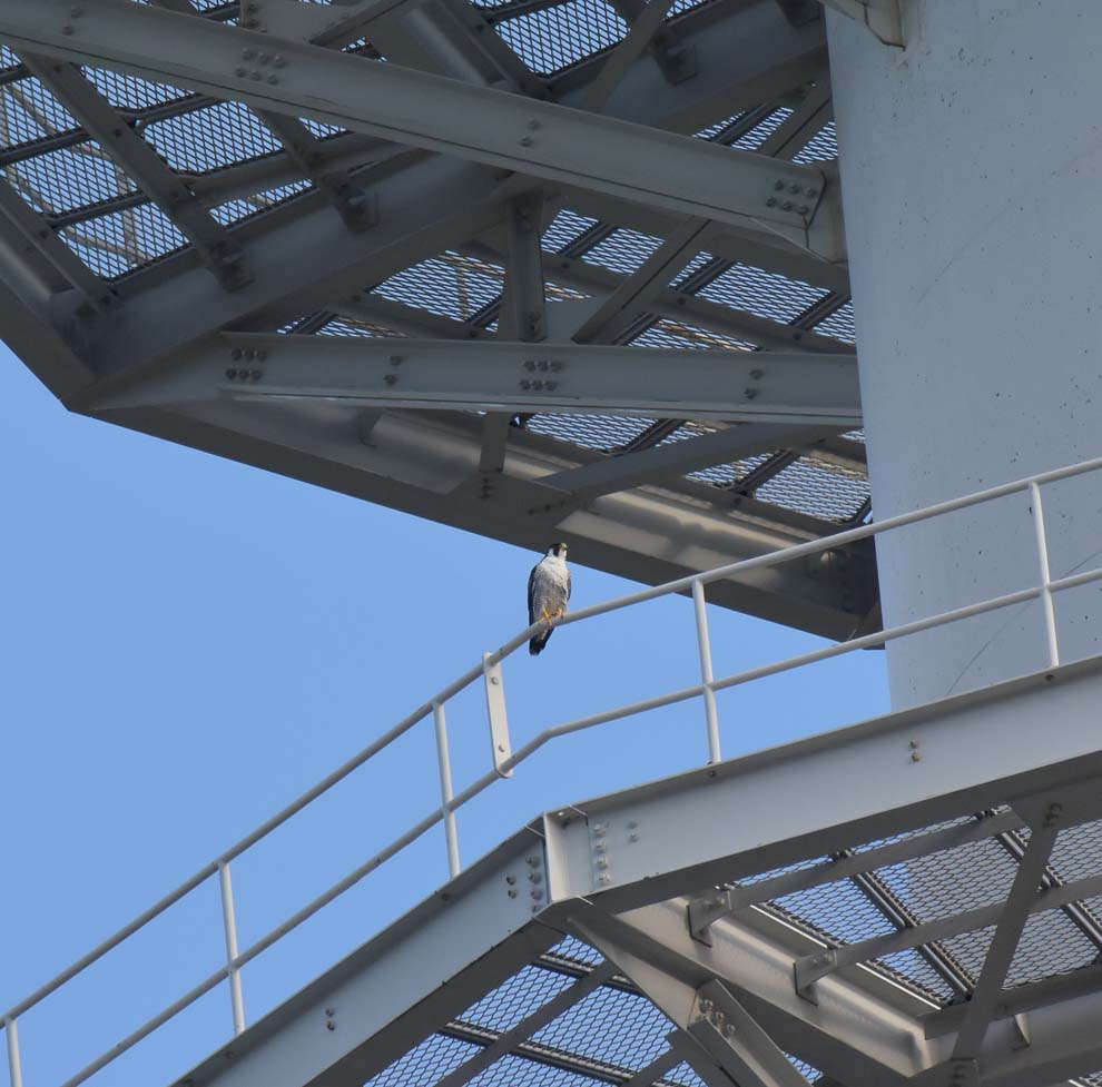 f:id:tonji44:20191204222759j:plain