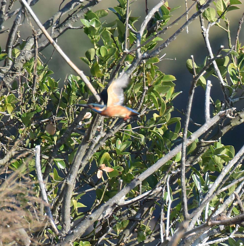 f:id:tonji44:20191208214823j:plain