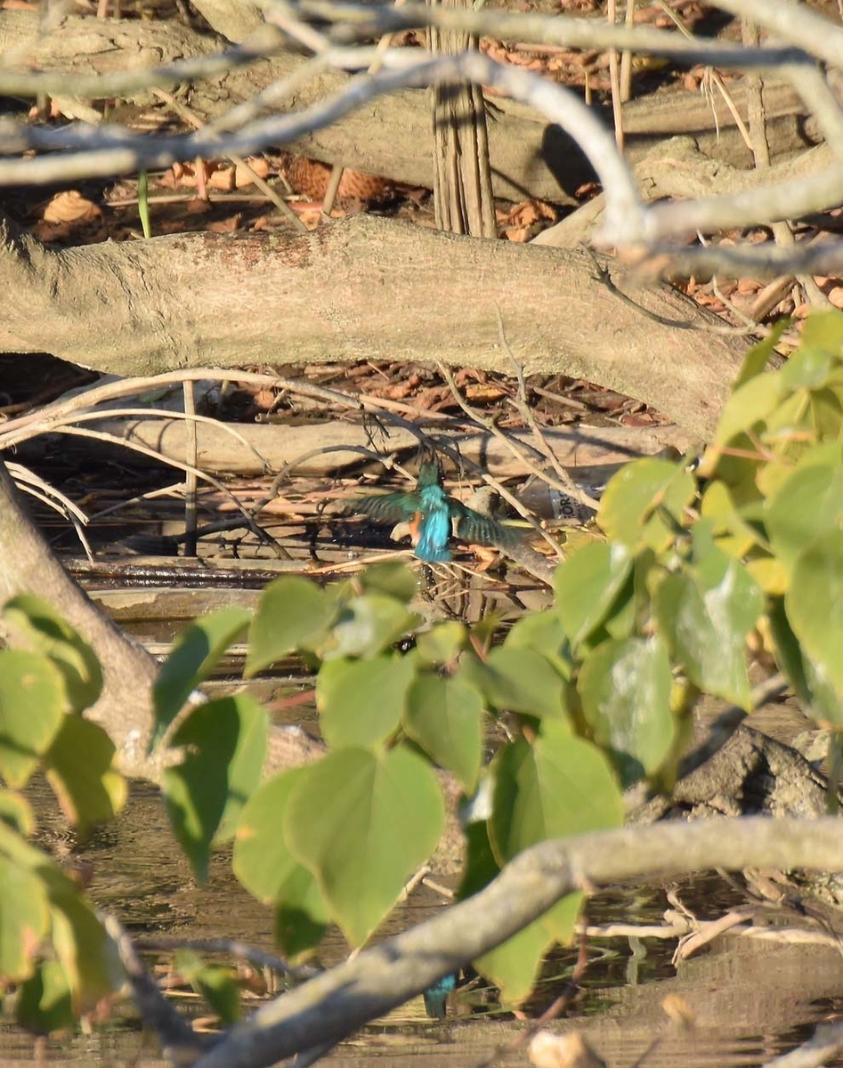 f:id:tonji44:20191208214905j:plain